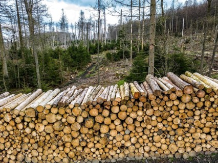 Felled, stacked spruce trunks, forest dieback in the Arnsberg Forest nature park Park, over 70 per
