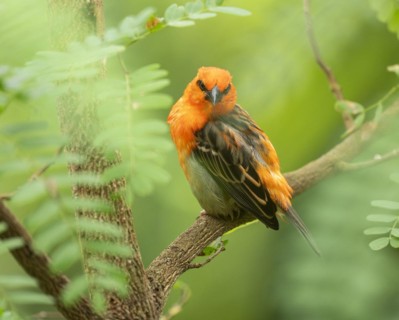 Red fody (Foudia madagascariensis), male, sitting on a branch, occurring in Madagascar, captive