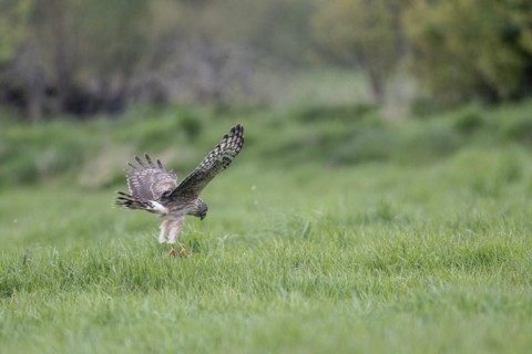 Hen harrier (Circus cyaneus), Emsland, Lower Saxony, Germany, Europe