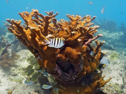 Elkhorn coral (Acropora palmata) and field weaver fish (Abudefduf saxatilis), dive site John
