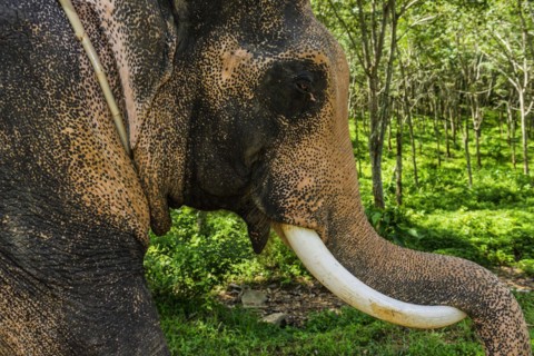 Asian elephant (Elephas maximus), Thai, Thai, Asian, trunk, animal, mammal, animal park, ivory,