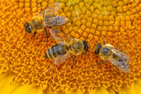 The sun shines down from the sky on a sunflower where some bees are collecting the nectar of the