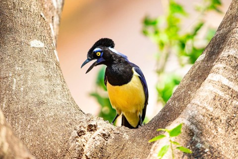 Plush-crested jay (Cyanocorax chrysops) Pantanal Brazil