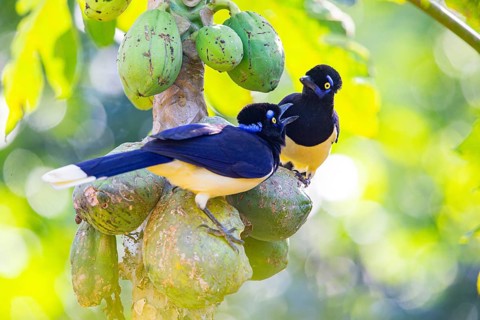Plush-crested jay (Cyanocorax chrysops) Pantanal Brazil