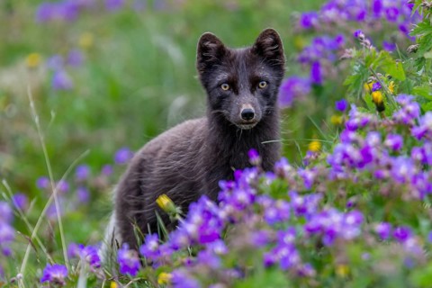 Dark arctic fox (Vulpes lagopus), ice fox, standing in a flower meadow, frontal, summer,