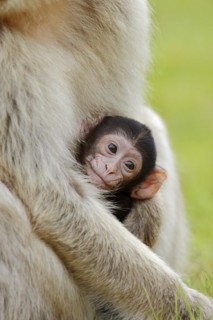 Barbary macaque (Macaca sylvanus), juvenile, captive, occurring in Morocco, Algeria and Gibraltar