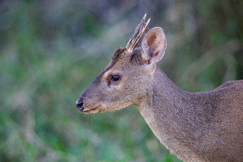 Grossmazama (Mazama americana) Pantanal Brazil