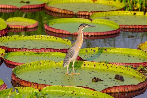 Mongrove Heron (Butorides striatus) Pantanal Brazil