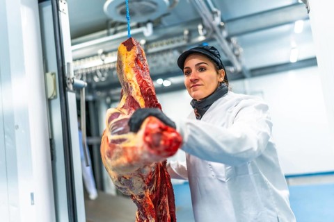 Woman unloading a truck with meat in a meat factory carrying the pieces inside a cold room