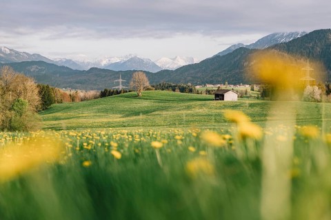 Dandelion in the Allgäu in front of the Alps and their beautiful mountains in Bavaria, Germany,