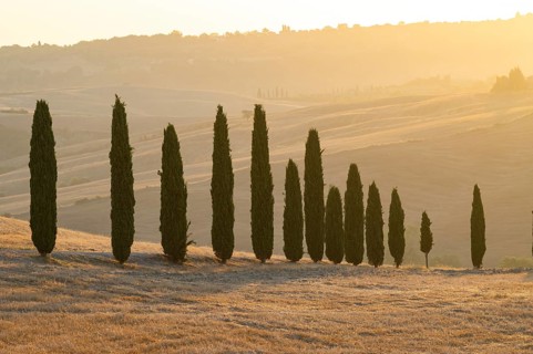 Typical Tuscan landscape in Val d'Orcia with hills, trees, fields, farmhouses and cypresses at