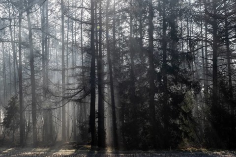 Fog in the coniferous forest, Emsland, Lower Saxony, Germany, Europe