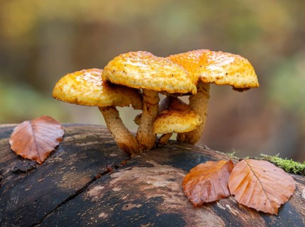 Goldfell Schüppling (Pholiota aurivella), fruiting body on a dead trunk of a copper beech (Fagus