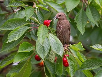 European Starling (Sturnus vulgaris), juvenile bird, perched in a cherry tree, feeding on ripe