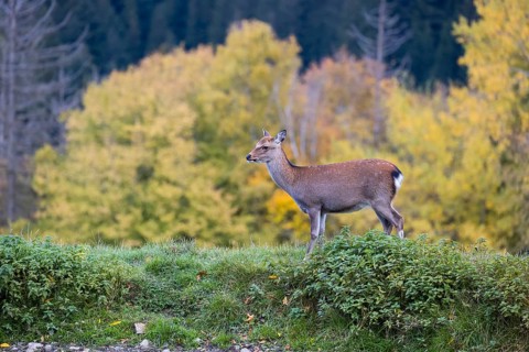 A female Japanese sika deer (Cervus nippon nippon) runs across a meadow. In the background is a