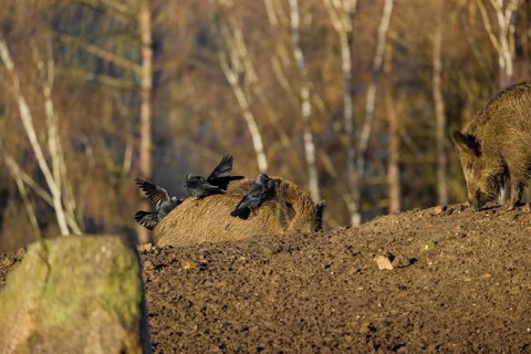 Two wild boar or wild pig (Sus scrofa) standing in a clearing. First sweet morning light. Four