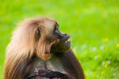 Portrait of an adult male Gelada (Theropithecus gelada), or bleeding-heart monkey, resting on a
