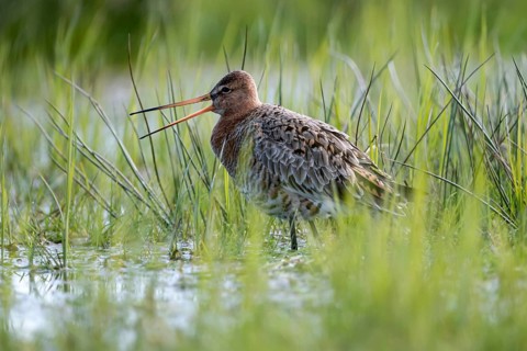 Black-tailed godwit (Limosa limosa), calling, in a wet meadow, backlit, Ochsenmoor, Dümmer,