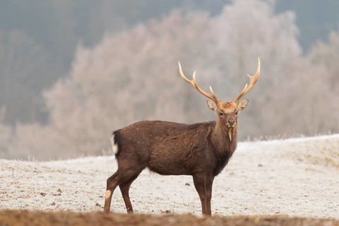 A Japanese sika deer stag (Cervus nippon nippon) stands on a meadow covered with hoarfrost in hilly