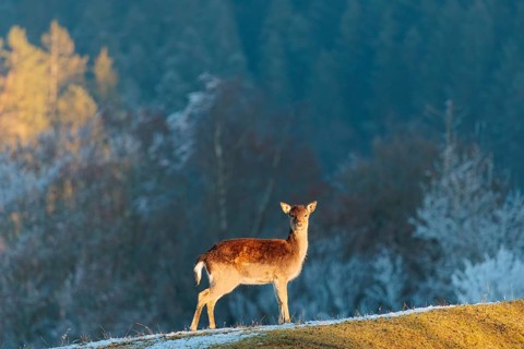 A Japanese sika deer hind (Cervus nippon nippon) stands on a meadow covered with hoarfrost in hilly