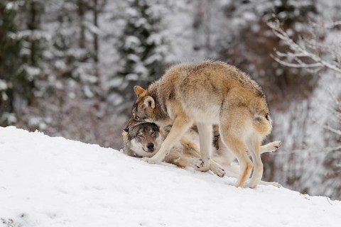 A young grey wolf (Canis lupus lupus) plays with its father on the sloping, snow-covered meadow on