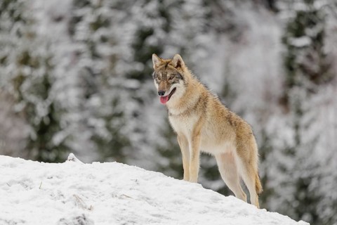 A young grey wolf (Canis lupus lupus) stands on a sloping, snow-covered meadow on a cold, cloudy