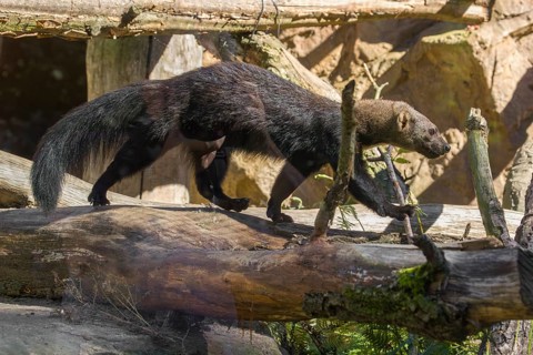 A Tayra (Eira barbara) runs on branches of a fallen tree