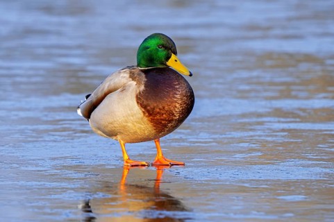 Mallard, wild duck (Anas platyrhynchos) male, drake resting on ice of frozen pond in winter
