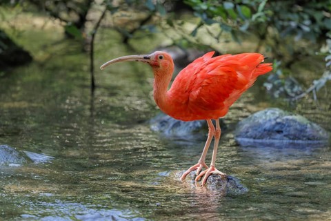 A scarlet ibis (Eudocimus ruber) stands on a stone lying in the shallow water of a riverbank and