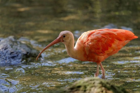 A scarlet ibis (Eudocimus ruber) stands in the shallow water of a riverbank and searches for food