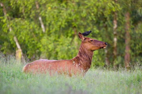 A female wapiti (Cervus canadensis) rests in a green meadow in the early morning. A western jackdaw