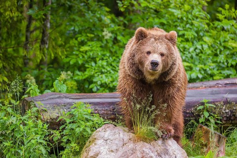 A female eurasian brown bear (Ursus arctos arctos) stands on a rock lying at a forest edge in early