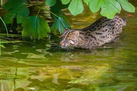 A fishing cat (Prionailurus viverrinus) swimming in a little river with dense green vegetation
