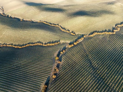 Cultivated almond trees (Prunus dulcis) and streams with riverine vegetation in the Campiña