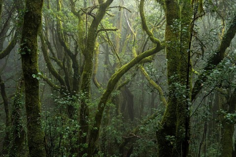 Laurel trees with mosses and lichens. Light fog. Garajonay National Park, La Gomera, Canary