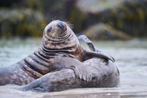 Grey seal (Halichoerus grypus) playing with each other in the water, sea, Düne, Helgoland,