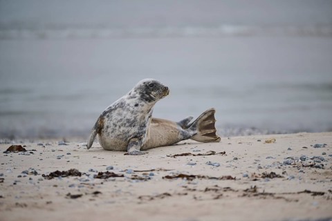 Grey seal (Halichoerus grypus) lying on the beach, Düne, Helgoland, Schleswig-Holstein, Germany,