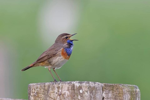 Bluethroat (Luscinia svecica cyanecula), male, singing on a pasture fence post, wildlife, Lembruch,