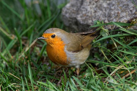 A robin (Erithacus rubecula) foraging in the grass near a stone in a natural environment,