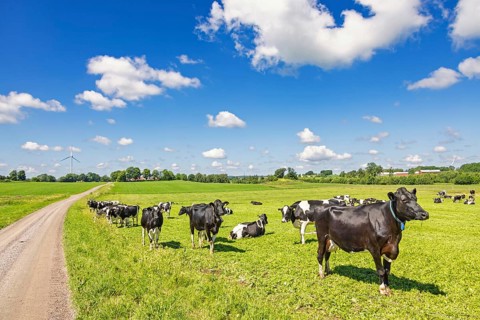 Dairy cattles on a green grass meadow by a gravel road in the countryside a sunny summer day with a