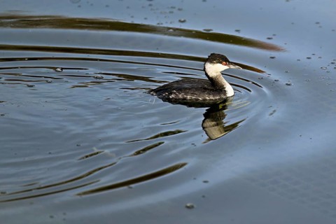 Slavonian Grebe (Podiceps auritus), adult, in adult plumage, winter plumage, swimming in Lake Zug,