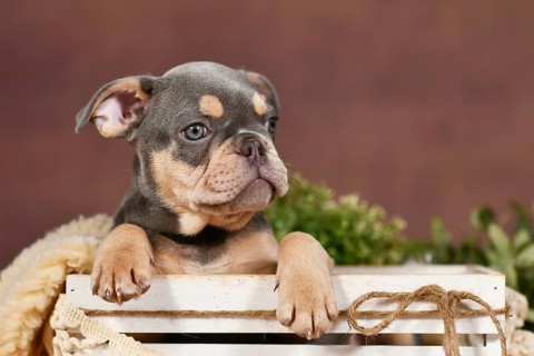 Cute Lilac tan French Bulldog dog puppy in front of brown background
