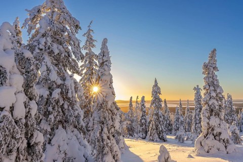 Tykky forest, snow covered spruce trees on the taiga at sunrise in winter, Riisitunturi National