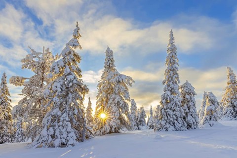 Tykky forest, snow covered spruce trees on the taiga at sunrise in winter, Riisitunturi National