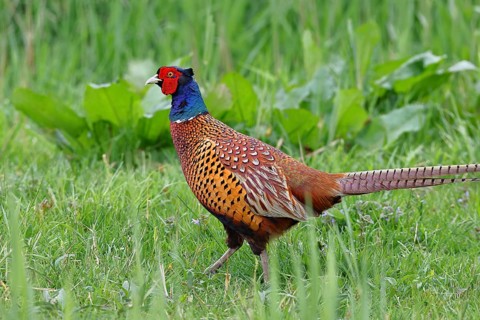 Pheasant, hunting pheasant (Phasianus colchicus), adult male bird in a meadow, wildlife, Lembruch,