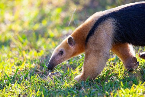 Southern tamandua (Tamandua tetradactyla) Pantanal Brazil
