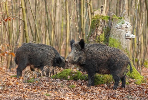 Wild boar, wild boar (Sus scrofa) two bucks and young boar looking for food in the forest, Germany,