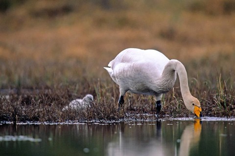 Whooper swan. Cygnus cygnus. Whooper swan drinking at a pond with a cygnet close by. Kuusamo area.