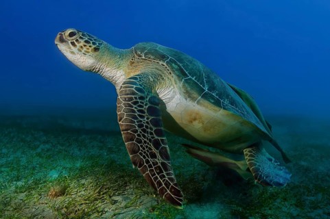 Underwater photo Large specimen of green turtle (Chelonia mydas) Green turtle swimming over