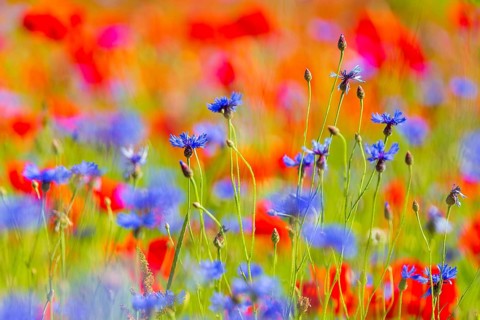 Cornflowers (Centaurea cyanus) in bloom among poppies, Saxon Switzerland, Saxony, Germany, Europe